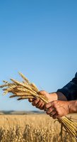 Farmer holding bundle of golden wheat ears in harvested field under clear blue sky, showcasing agricultural crop success and grain production for farming and harvest concepts.