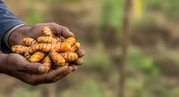 Farmer holding freshly harvested turmeric roots in hands against blurred agricultural field background, showcasing organic spice cultivation and harvest.