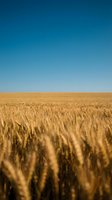 Golden wheat field stretching to horizon under clear blue sky, rural farmland landscape for agriculture and harvest concepts.