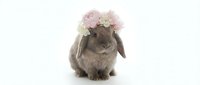 Adorable gray lop-eared rabbit wearing pink and white flower crown on white background, perfect for Easter greeting cards and spring decorations.