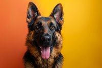 German Shepherd dog with alert ears and friendly expression against vibrant orange and yellow gradient background, studio portrait of purebred canine.