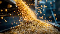 Golden wheat grains pouring from above creating dynamic flow with scattered kernels against dark background, dramatic lighting highlights agricultural harvest.