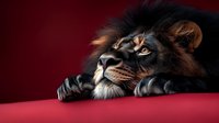 Majestic lion resting with paws crossed on red surface against burgundy background, powerful wild animal portrait showcasing strength and nobility.