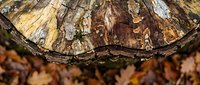 Old weathered tree stump with detailed bark texture and natural wood grain patterns surrounded by fallen autumn leaves on forest floor.
