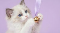 Fluffy white ragdoll kitten with blue eyes playing with a gold bell on a purple ribbon against a soft lavender background.