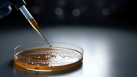 Laboratory pipette dropping sample into petri dish for scientific research and medical testing analysis in modern lab environment.