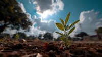 Young green seedling growing from fertile soil against dramatic sky with sun breaking through clouds, symbolizing hope, growth, and new beginnings.