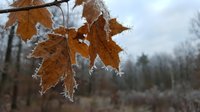 Frost-covered orange maple leaves hanging on bare branch in winter forest with hoarfrost crystals creating natural seasonal decoration for cold weather themes.