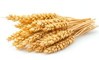 Golden ripe wheat ears bunch isolated on white background, fresh harvested cereal crop stalks with grains, agricultural produce for bakery and food.