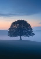 Solitary oak tree silhouette on misty hill at dawn, atmospheric landscape with foggy ground and pink-blue sky creating moody natural scenery.