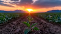 Young green plant seedling growing in fertile soil at sunrise with agricultural field rows stretching toward mountain horizon under dramatic colorful sky.
