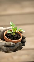 Person wearing gray work gloves holding small terracotta pot with young green seedling and soil, symbolizing growth, environmental care, and sustainable gardening practices.