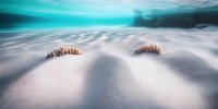 Underwater sandy seabed with coral formations and turquoise water surface creating dreamy atmosphere. Tranquil marine landscape in soft tones for nature backgrounds.