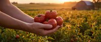 Fresh ripe tomatoes in farmer hands at sunset in agricultural field. Organic harvest concept for healthy eating and sustainable farming practices.