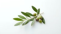 Fresh green olives with leaves on white background, isolated for culinary design and food packaging use.