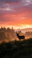 Majestic stag silhouette standing in grassland during dramatic sunset with purple and orange sky colors creating peaceful wildlife scene for nature photography.