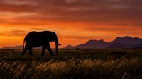 African elephant silhouette walking through golden grassland at dramatic sunset with mountain range backdrop in wildlife safari landscape.