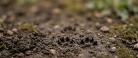 Fresh animal paw print impression in muddy soil with natural outdoor lighting, perfect for wildlife tracking and nature documentation projects.