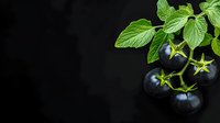 Fresh black tomatoes on branch with green leaves against dark background, dramatic food photography composition for restaurant menu and culinary projects.