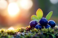 Fresh wild blueberries with green leaves on moss at sunrise, natural bokeh background creates magical forest atmosphere. Food photography concept.
