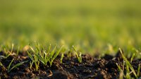 Young green grass sprouts emerging from rich dark soil in spring garden with soft natural lighting for agriculture and growth concepts.