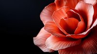 Red camellia flower with layered petals isolated on dark background, suitable for botanical designs, greeting cards, and floral compositions.
