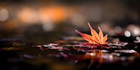 Autumn maple leaf floating on water surface with reflection, dark moody background with bokeh lights creating seasonal atmosphere for nature photography.