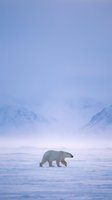 Solitary polar bear walking across frozen Arctic landscape with snow-covered mountains in soft purple twilight creating serene wilderness atmosphere.