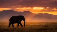 Majestic elephant silhouette walking across golden savanna grassland at dramatic sunset with layered mountain ranges in background creating stunning wildlife scene.