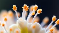 Extreme macro photography of white flower stamens with orange pollen, showing delicate botanical details against dark background. Nature photography for wall art.
