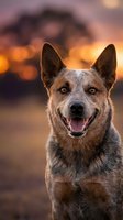 Happy mixed breed dog with pointed ears smiling at camera during golden hour sunset with warm bokeh lights in background for pet photography projects.