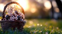 Woven basket filled with fresh spring cherry blossoms and blackberries sitting in green grass at sunset, with soft bokeh background creating dreamy atmosphere.