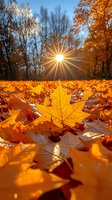Vibrant orange maple leaves carpet forest floor as sunburst peeks through bare branches, creating magical autumn atmosphere with golden light and long shadows.