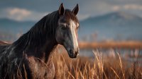 Dark horse with long mane standing in golden wheat field at sunset, mountains and sky in background, suitable for equestrian, nature and agricultural themes.