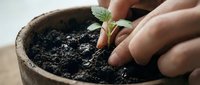 Person planting seedling in soil-filled pot, hands nurturing young green sprout for gardening, agriculture, and growth concepts.