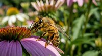 Honeybee collecting nectar from purple coneflower in summer garden. Pollinator insect on echinacea bloom with natural green background for environmental themes.