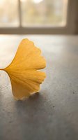 Golden ginkgo leaf on concrete surface with soft window light creating peaceful autumn atmosphere for wellness and mindfulness concepts.