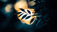 Silhouette of delicate leaves against glowing golden bokeh lights in dark moody atmosphere creates dramatic nature photography composition for wall art and greeting cards.