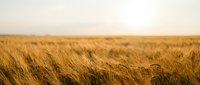 Golden wheat field stretching to horizon under soft evening light. Agricultural landscape showcasing ripe grain ready for harvest in rural farmland setting.