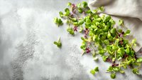 Fresh microgreens scattered on gray concrete surface with linen napkin, organic healthy food ingredient for salads and garnishing.