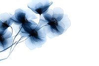 Delicate blue translucent flowers with visible stamens on white background, botanical x-ray style art for modern interior design and creative projects.