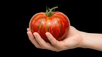 Hand holding a large striped heirloom tomato, isolated on transparent background. Ready for stickers, print on demand, sublimation, and t-shirt design use.