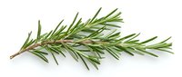Fresh rosemary herb sprig isolated on white background, ready for culinary, cooking, and food design projects.