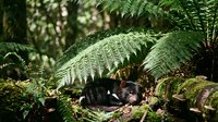 Lush green ferns creating natural canopy over forest floor with dappled sunlight filtering through leaves in peaceful woodland environment.