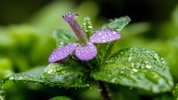 Delicate purple wildflower with morning dew drops on petals and green leaves creates fresh natural macro composition against dark background. Perfect for nature blogs.