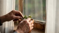 Elderly hands gently holding small succulent plant by sunny window. Senior gardening, plant care, nurturing growth, indoor plants, retirement hobby.