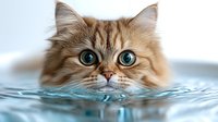 Curious Persian cat with bright blue eyes peeking out of water surface during bath time, showing only head above rippling water. Fluffy cream colored fur and expressive face.