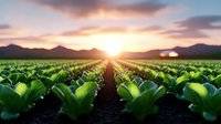 Vibrant green lettuce field at sunset with dramatic mountain silhouettes and sun rays breaking through clouds, rows of fresh produce stretching to horizon.