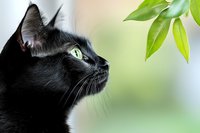Black cat with bright green eyes gazing upward in profile view against soft blurred natural background with green leaves, capturing feline curiosity and grace.
