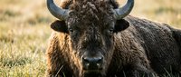 Yak with long horns resting on dry grassland, close-up portrait of wild animal in natural habitat for wildlife and nature content.